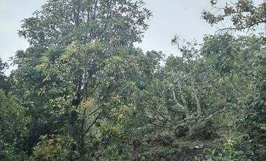 Hermosa finca en venta ubicada en Sasaima