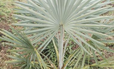 Hermosa finca en venta ubicada en Sasaima