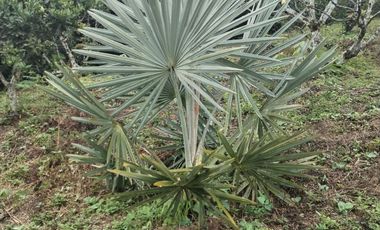 Hermosa finca en venta ubicada en Sasaima