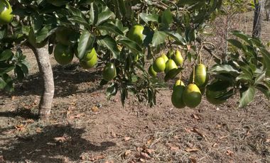 Hermosa finca en venta ubicada en Sasaima
