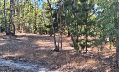 VENDE 1,95 HAS. SECTOR NININCO, ANGOL