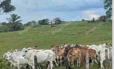 FINCA EN VENTA EN VEREDA LLANO GRANDE SAN MARTIN, META