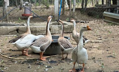 Residential Farm Camiling Tarlac