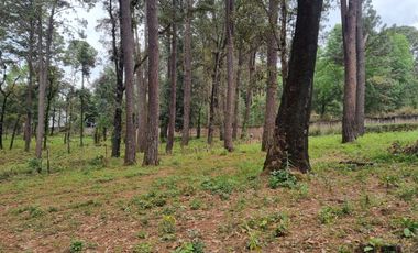 TERRENO CON ENTORNO DE BOSQUE, EN VENTA