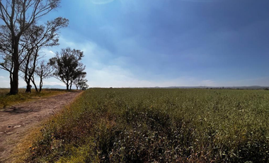 VENTA DE TERRENO EN PALOS ALTOS, ESTADO DE MÉXICO