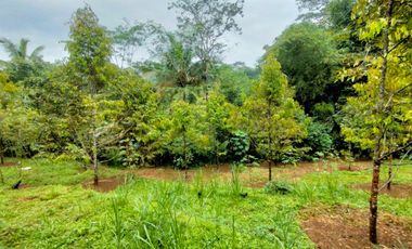 Jual Kebun Durian Siap Berbuah dekat Wisata Baturaden Purwokerto
