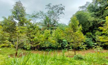 Jual Kebun Durian Siap Berbuah dekat Wisata Baturaden Purwokerto
