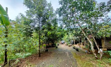 Jual Kebun Durian Siap Berbuah dekat Wisata Baturaden Purwokerto