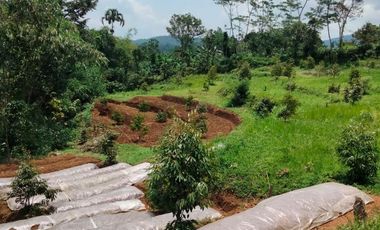 Jual Kebun Durian Siap Berbuah dekat Wisata Baturaden Purwokerto