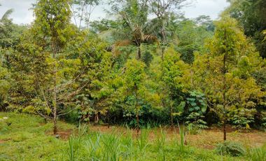Jual Kebun Durian Siap Berbuah di Purwokerto Surat SHM