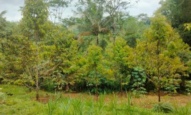 Jual Kebun Durian Siap Berbuah di Purwokerto Surat SHM