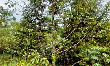 Jual Kebun Durian Siap Berbuah di Purwokerto Surat SHM