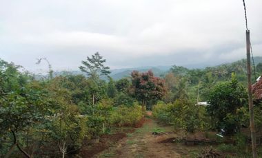 Jual Kebun Durian Siap Berbuah di Purwokerto Surat SHM