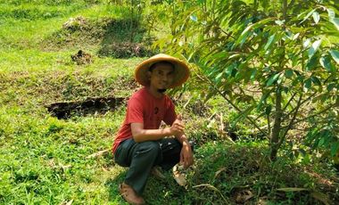 Jual Kebun Durian Siap Berbuah di Purwokerto Surat SHM