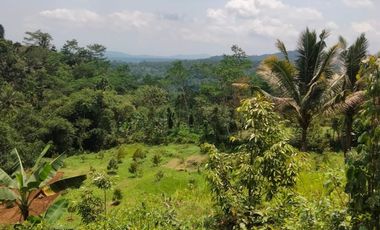 Jual Kebun Durian Siap Berbuah di Purwokerto Surat SHM