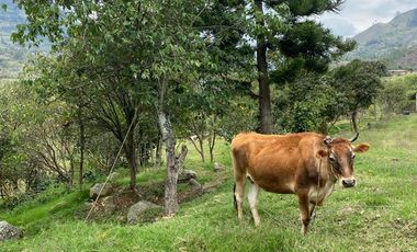 FINCA AVICOLA CHOACHI