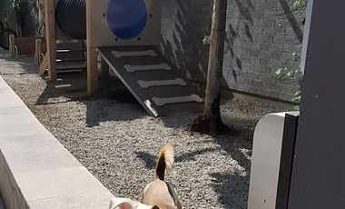 LOFT  RENOVADO, EXCELENTE OPORTUNIDAD,     NUEVO POLANCO ANAHUAC