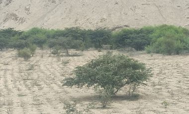 Venta De Terreno Agricola De 29 Has En Vilcahuaura - Huaura