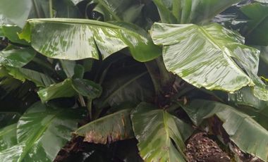 Venta hermosa Casa Finca, Sabaneta Copacabana, Antioquia.