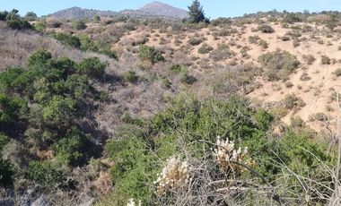 Gran parcela de 12,7ha en Casablanca. $220.000.000