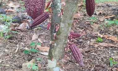 SE VENDE O PERMUTA FINCA  POR MENOR VALOR EN ARMERO GUAYABAL