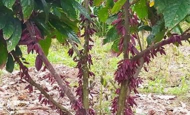 SE VENDE O PERMUTA FINCA  POR MENOR VALOR EN ARMERO GUAYABAL