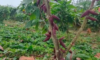 SE VENDE O PERMUTA FINCA  POR MENOR VALOR EN ARMERO GUAYABAL