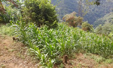 SE VENDE O PERMUTA FINCA  POR MENOR VALOR EN ARMERO GUAYABAL