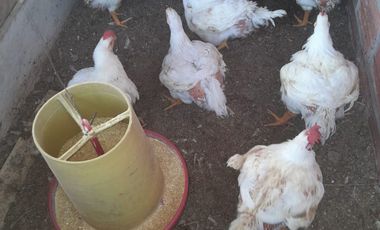 SE VENDE O PERMUTA FINCA  POR MENOR VALOR EN ARMERO GUAYABAL