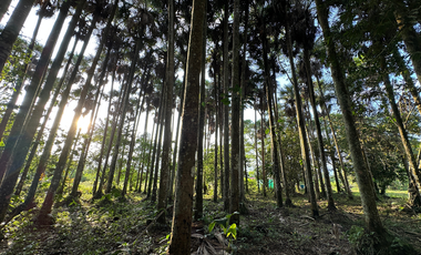 Finca en la vereda la llanerita
