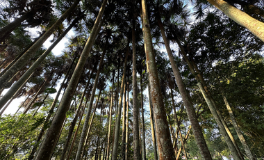 Finca en la vereda la llanerita