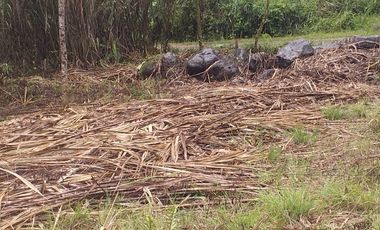 Terreno en venta - Mindo cerca a Reserva Miraflores