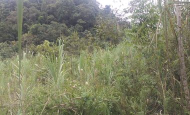 Terreno en venta - Mindo cerca a Reserva Miraflores