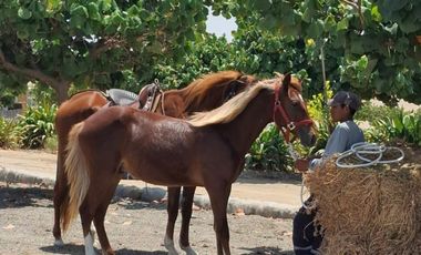 Venta De Terreno En Condominio Acca Paracas