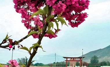 VENTA DE TERRENO EN CONDOMINIO SAKURA EN EL CORAZÓN DE HUARAL