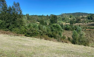 Se venden parcelas de 5.000m2 a 5 km de Lipingue, Los Lagos