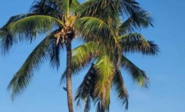 Se vende Casa de campo / Huerta en Coahuixtla, Morelos!!