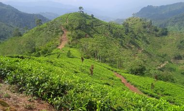 Tanah Potensi Wisata Air Terjun & Kebun Teh seluas 73 Ha di Puncak Mulya, Pangalengan. Propinsi Jawa Barat