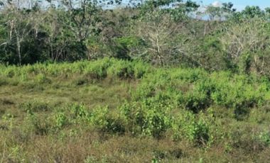 10 Hectares Farm Land, FOR SALE, Batong Buhay, Sablayan, Occidental Mindoro