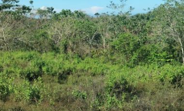 10 Hectares Farm Land, FOR SALE, Batong Buhay, Sablayan, Occidental Mindoro