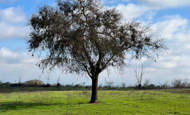 Se venden parcelas con luz,sin cobro de comisión en San Rafael