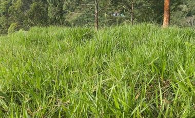 Venta de Finca Ganadera en Marsella Risaralda