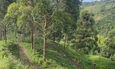 Venta de Finca Ganadera en Marsella Risaralda