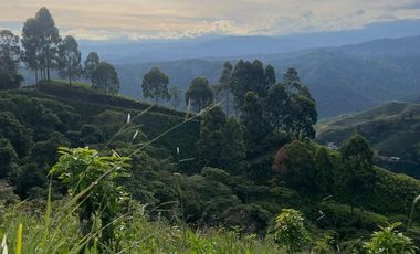Venta de Finca Ganadera en Marsella Risaralda
