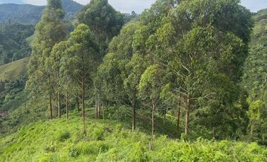 Venta de Finca Ganadera en Marsella Risaralda