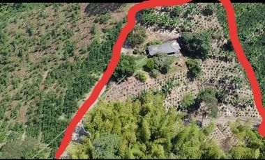 Venta hermosa Finca Tecnificada via Marsella Risaralda