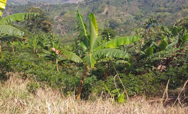 Venta hermosa Finca Tecnificada via Marsella Risaralda