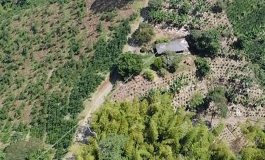 Venta hermosa Finca Tecnificada via Marsella Risaralda