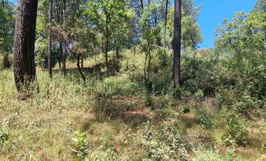 TERRENO CON ENTORNO DE BOSQUE EN VENTA.