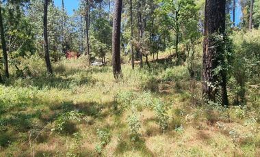 TERRENO CON ENTORNO DE BOSQUE EN VENTA.